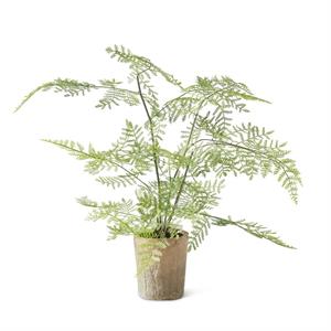 FERN CERAMIC POT