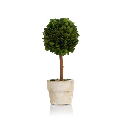 Boxwood Topiary