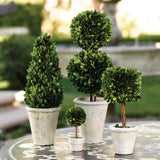 Boxwood Topiary