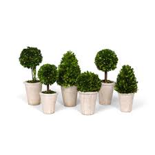 BOXWOOD TOPIARIES