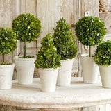 BOXWOOD TOPIARIES