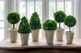 BOXWOOD TOPIARIES