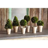 BOXWOOD TOPIARIES