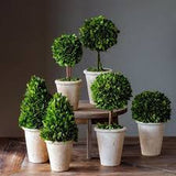 BOXWOOD TOPIARIES